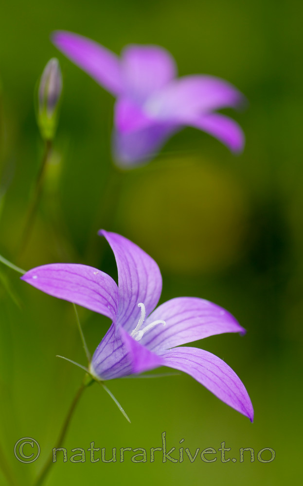 KA_100618_3992 / Campanula patula / Engklokke