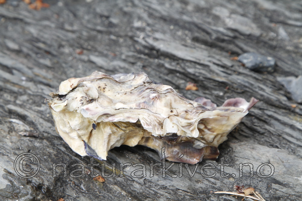KA_100625_4688 / Crassostrea gigas / Stillehavsøsters