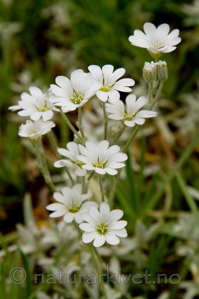 KA_100629_4691 / Cerastium tomentosum / Filtarve