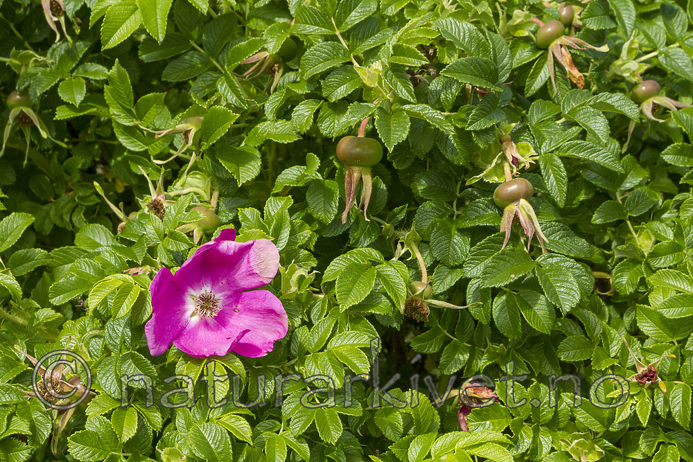 KA_100630_4905 / Rosa rugosa / Rynkerose