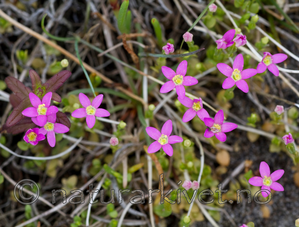 KA_100630_4923 / Centaurium pulchellum / Dverggylden