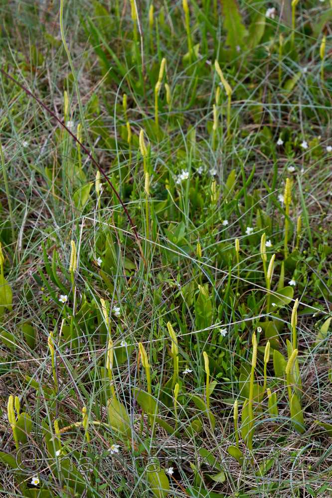 KA_100630_4930 / Ophioglossum vulgatum / Ormetunge