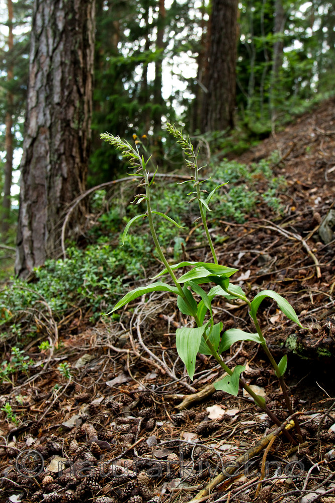 KA_100630_5107 / Epipactis atrorubens / Rødflangre