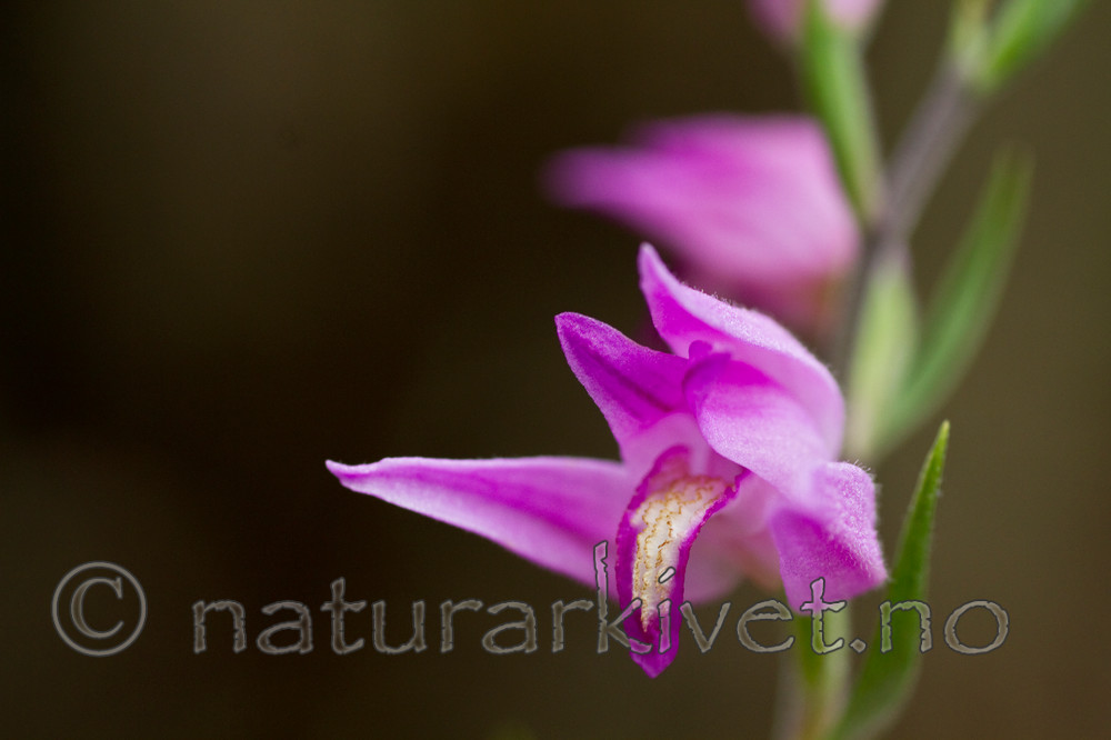 KA_100630_5109 / Cephalanthera rubra / Rød skogfrue