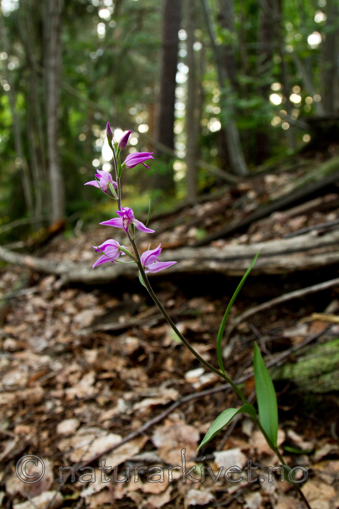 KA_100630_5126 / Cephalanthera rubra / Rød skogfrue