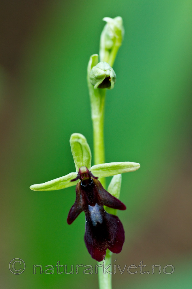 KA_100630_5128 / Ophrys insectifera / Flueblom