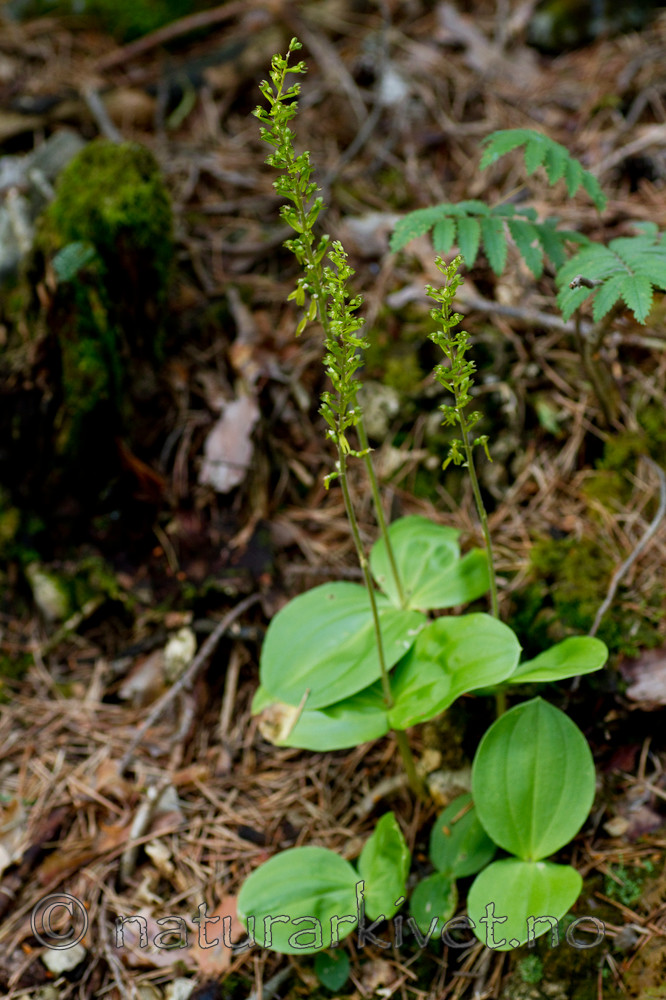 KA_100630_5130 / Listera ovata / Stortveblad