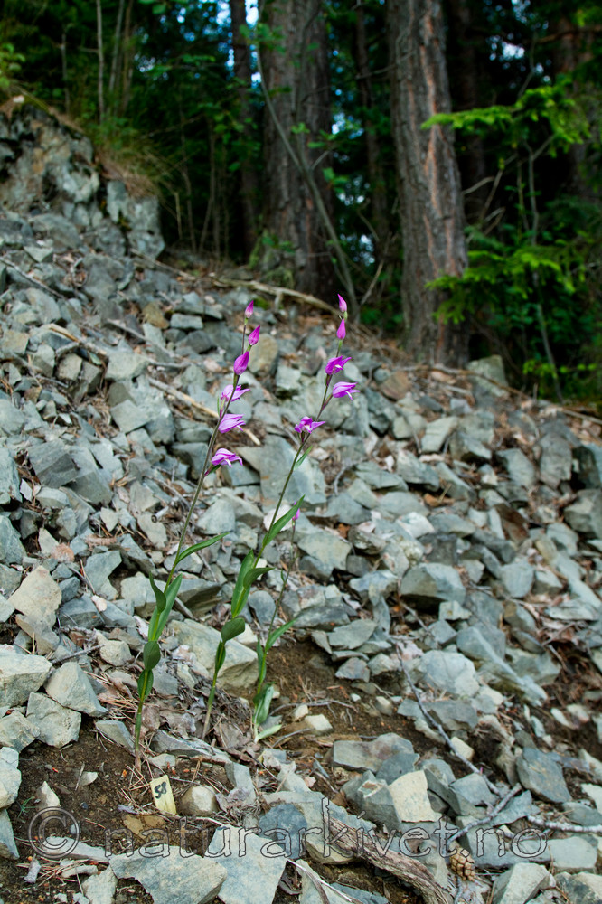 KA_100630_5138 / Cephalanthera rubra / Rød skogfrue