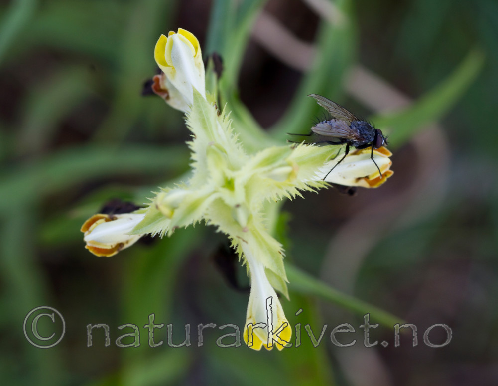KA_100630_5142 / Melampyrum cristatum / Kammarimjelle