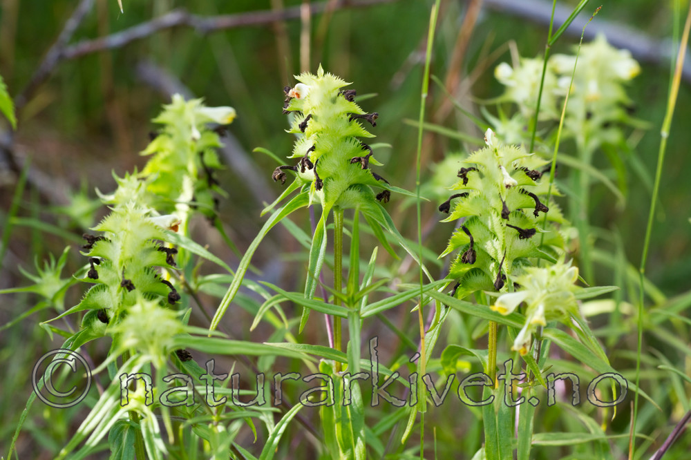 KA_100630_5148 / Melampyrum cristatum / Kammarimjelle
