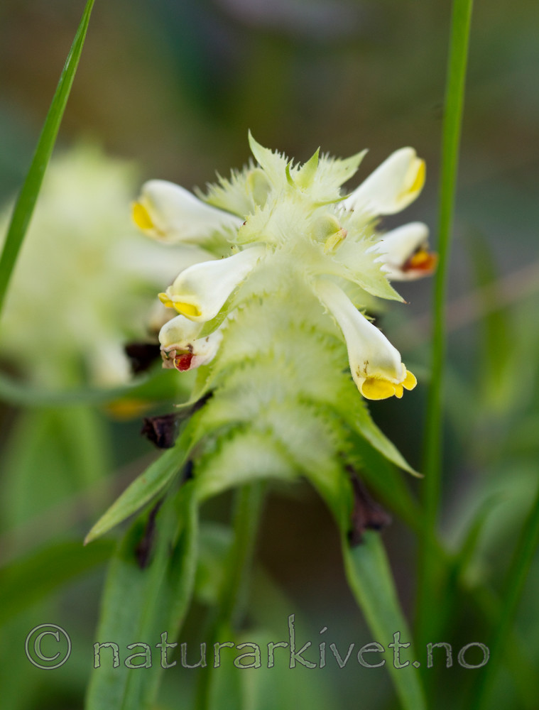 KA_100630_5149 / Melampyrum cristatum / Kammarimjelle