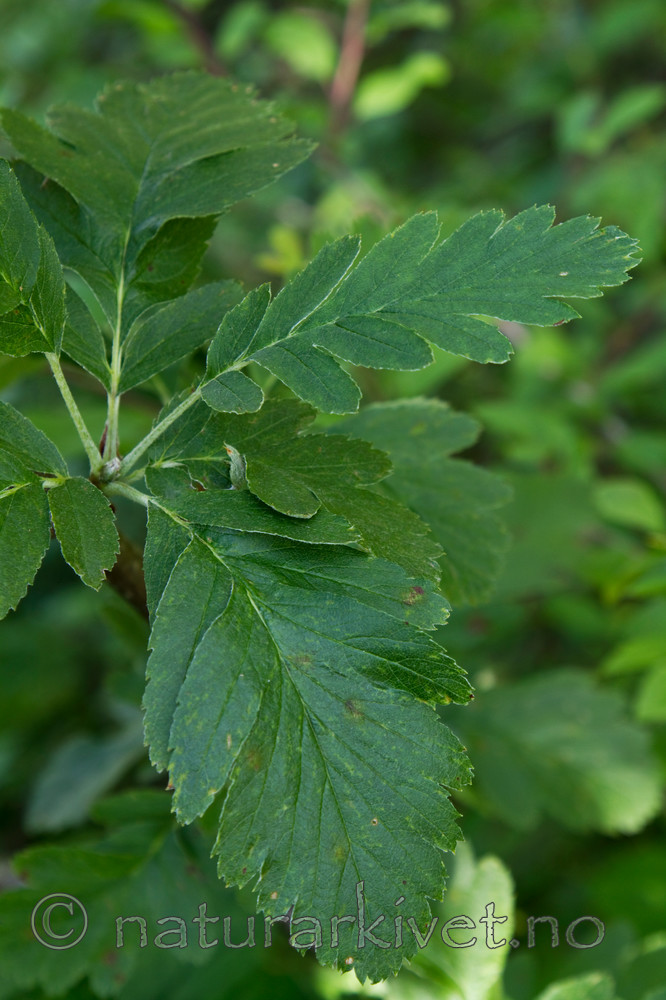 KA_100630_5156 / Sorbus hybrida / Rognasal