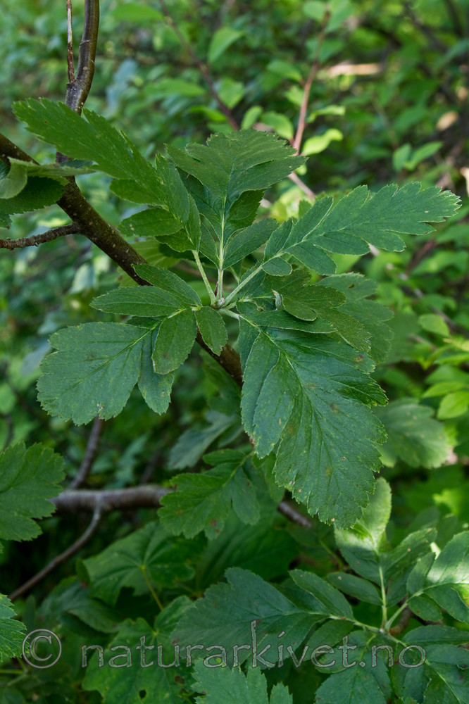 KA_100630_5157 / Sorbus hybrida / Rognasal