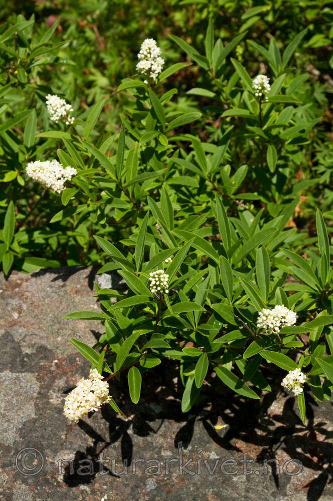 KA_100704_5163 / Ligustrum vulgare / Liguster