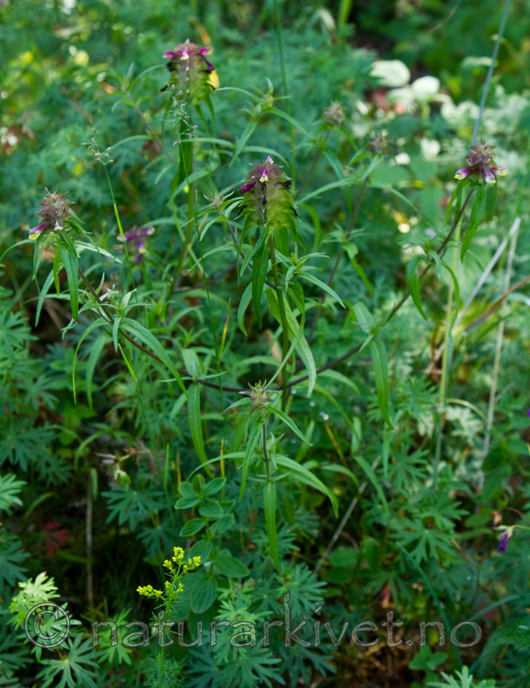KA_100704_5164 / Melampyrum cristatum / Kammarimjelle