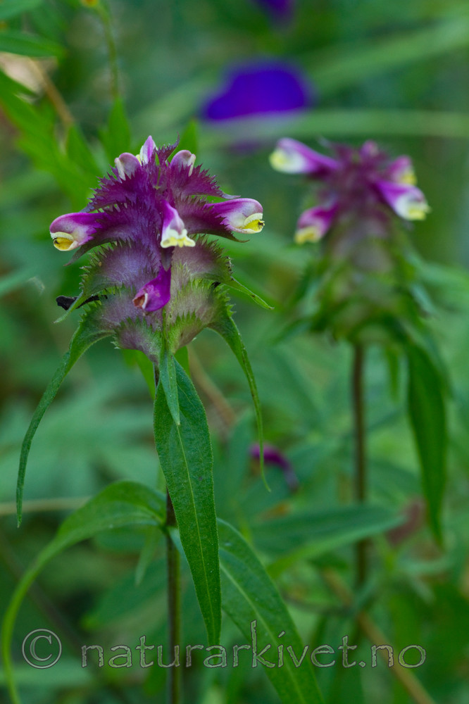 KA_100704_5172 / Melampyrum cristatum / Kammarimjelle