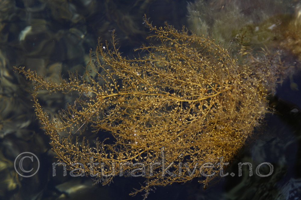 KA_100706_5072 / Sargassum muticum / Japansk drivtang