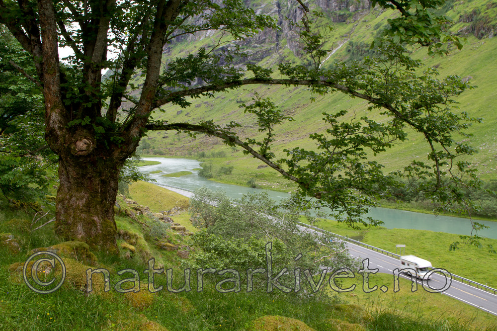 KA_100715_6875 / Ulmus glabra / Alm