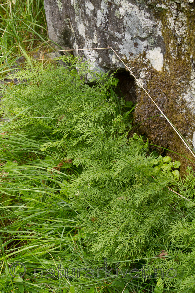 KA_100715_6879 / Cryptogramma crispa / Hestespreng