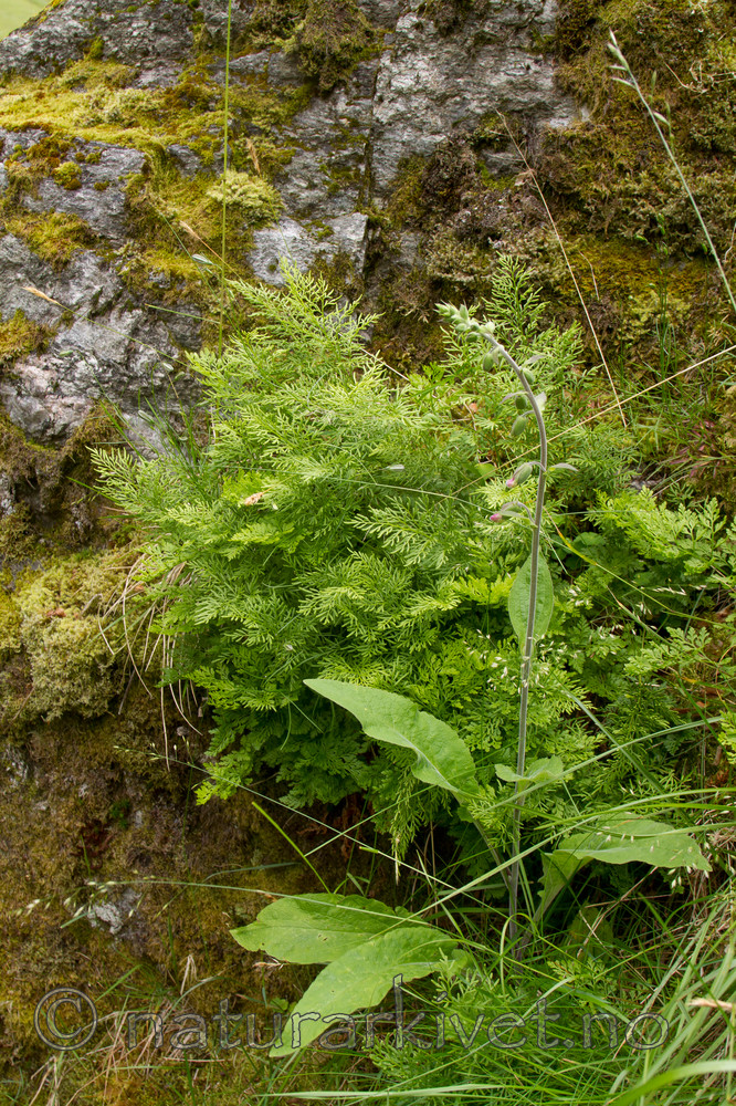 KA_100715_6881 / Cryptogramma crispa / Hestespreng