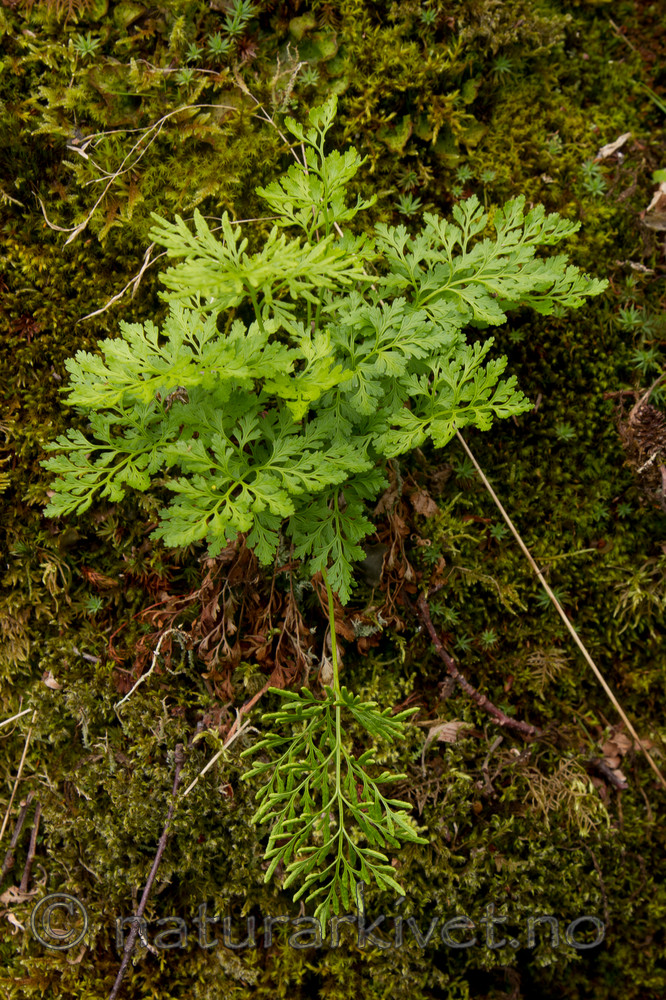 KA_100715_6882 / Cryptogramma crispa / Hestespreng