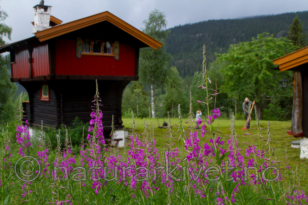 KA_100716_6491 / Chamerion angustifolium / Geitrams