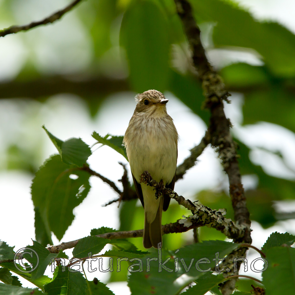 KA_100716_6514 / Muscicapa striata / Gråfluesnapper