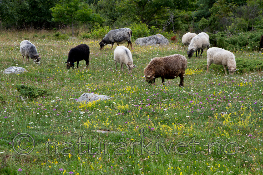 KA_100725_7115 / Ovis aries / Sau