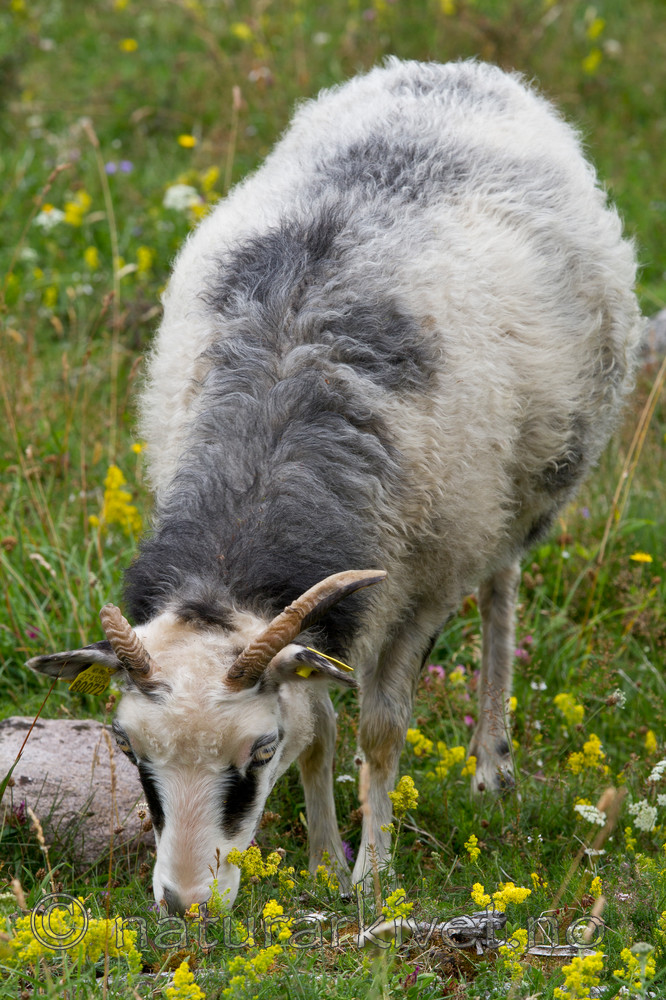 KA_100725_7131 / Ovis aries / Sau