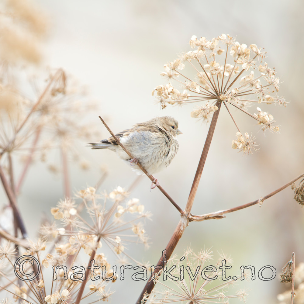 KA_100725_7174 / Carduelis flavirostris / Bergirisk