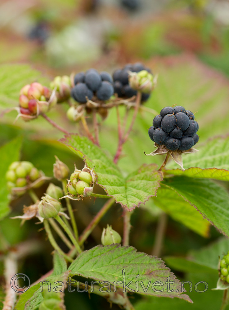 KA_100725_7177 / Rubus caesius / Blåbringebær
