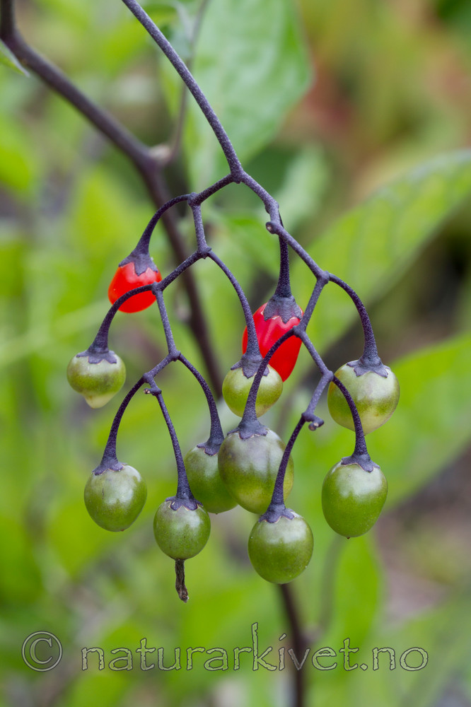 KA_100803_5724 / Solanum dulcamara / Slyngsøtvier