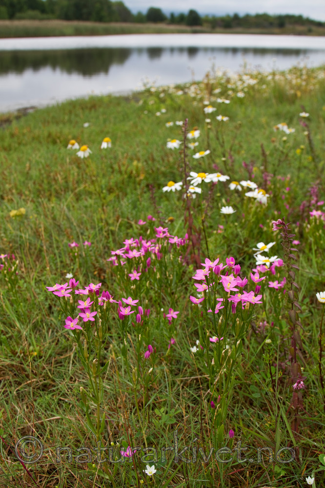 KA_100806_4726 / Centaurium littorale / Tusengylden