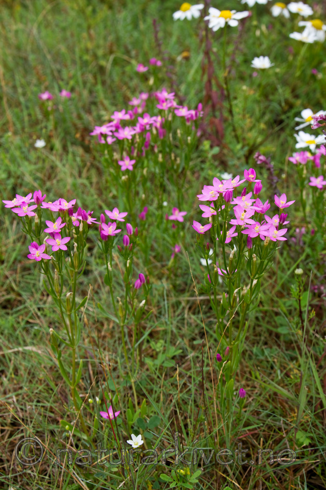 KA_100806_4727 / Centaurium littorale / Tusengylden