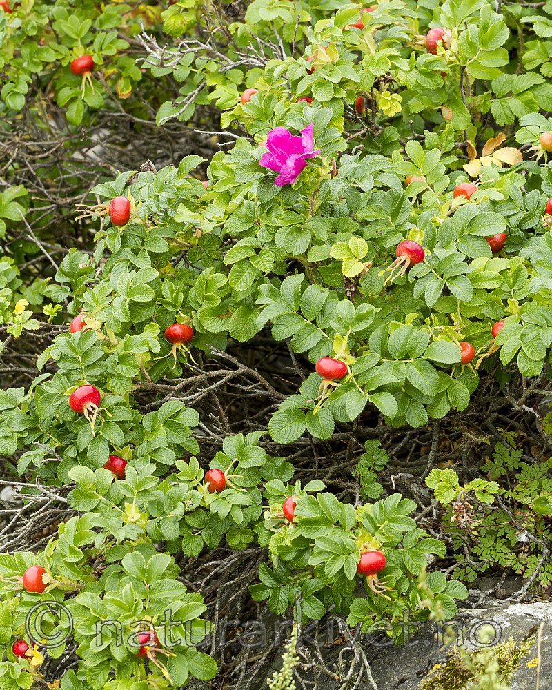 KA_100810_4817 / Rosa rugosa / Rynkerose