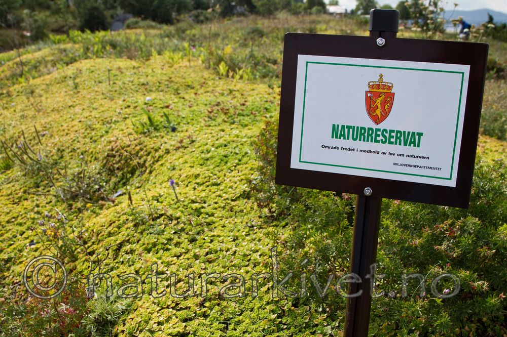 KA_100810_4842 / Phedimus spurius / Gravbergknapp