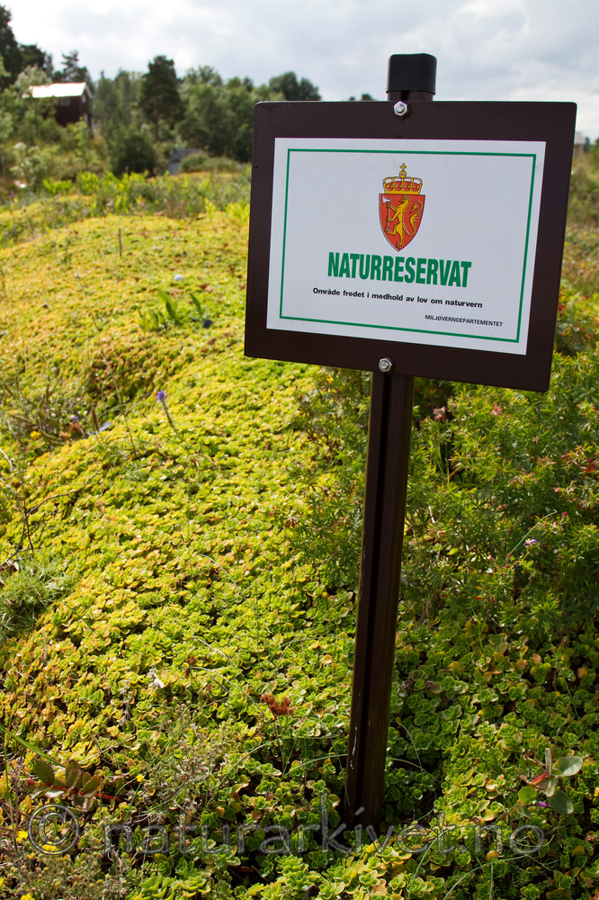 KA_100810_4843 / Phedimus spurius / Gravbergknapp