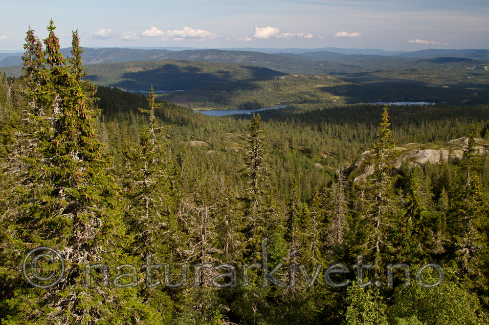 KA_100814_6558 / Picea abies / Gran