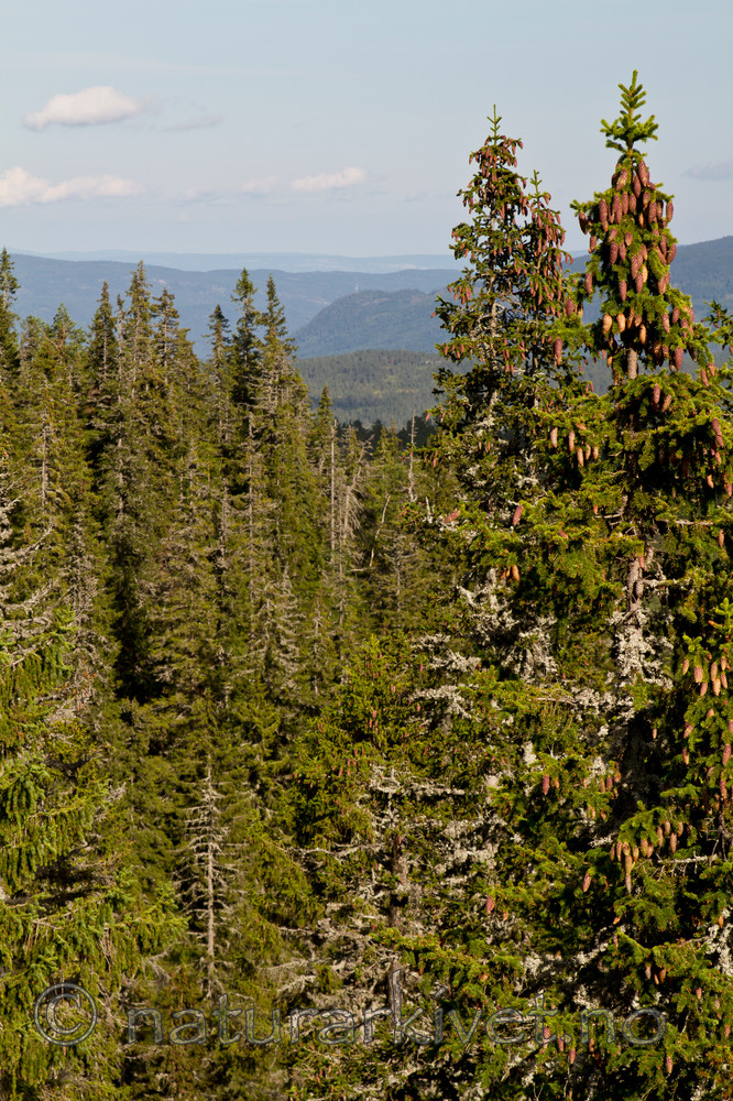 KA_100814_6561 / Picea abies / Gran