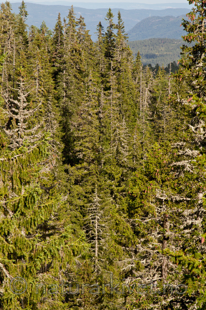 KA_100814_6562 / Picea abies / Gran