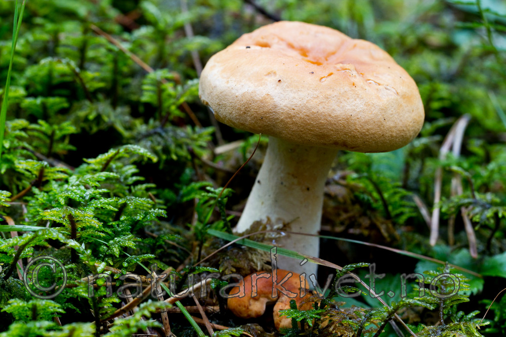 KA_100818_5682 / Hydnum rufescens / Rødgul piggsopp