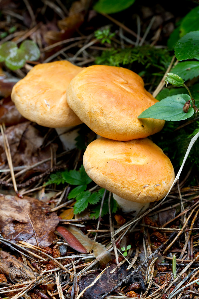 KA_100818_5683 / Hydnum rufescens / Rødgul piggsopp