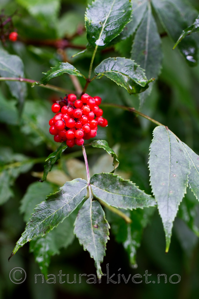 KA_100818_5699 / Sambucus racemosa / Rødhyll