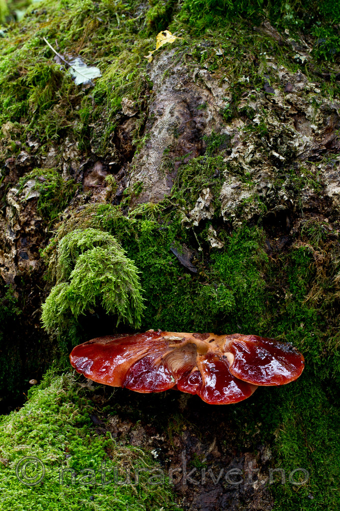 KA_100819_5711 / Fistulina hepatica / Oksetungesopp