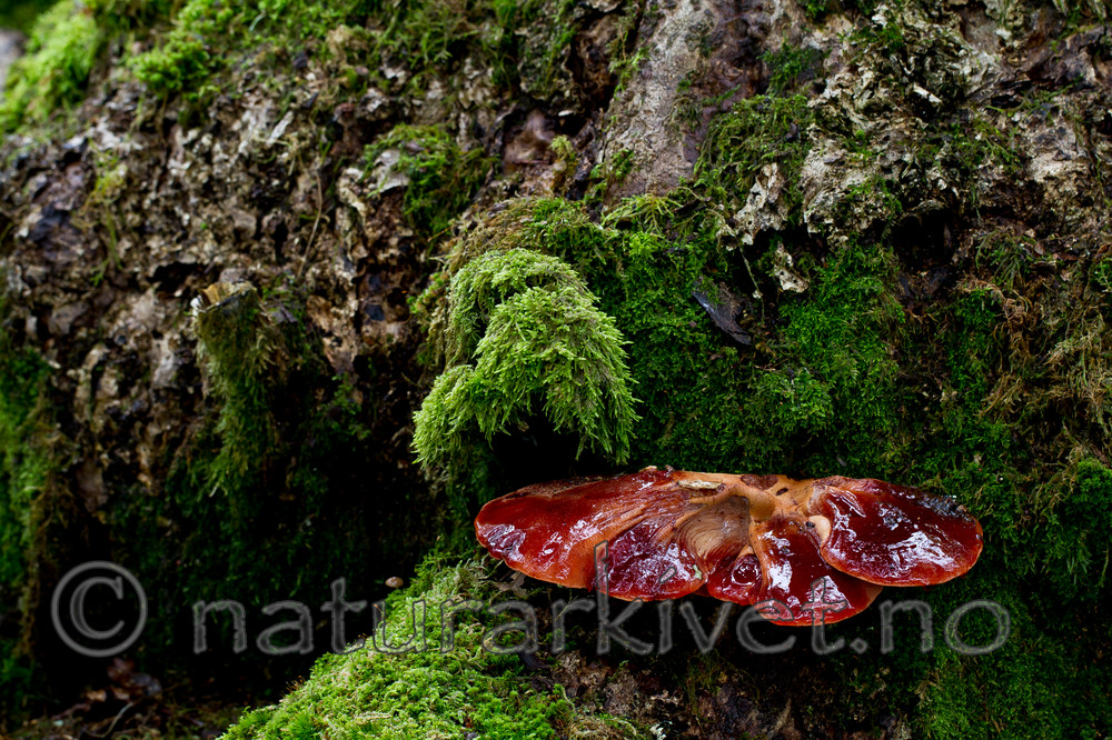 KA_100819_5712 / Fistulina hepatica / Oksetungesopp