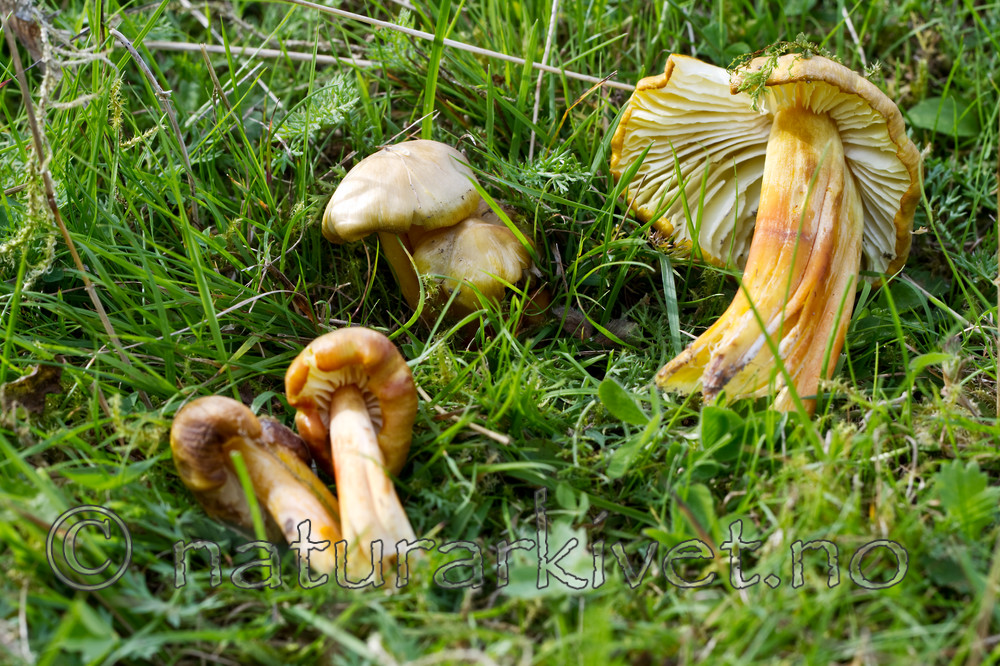 KA_100823_5425 / Hygrocybe citrinovirens / Grønngul vokssopp