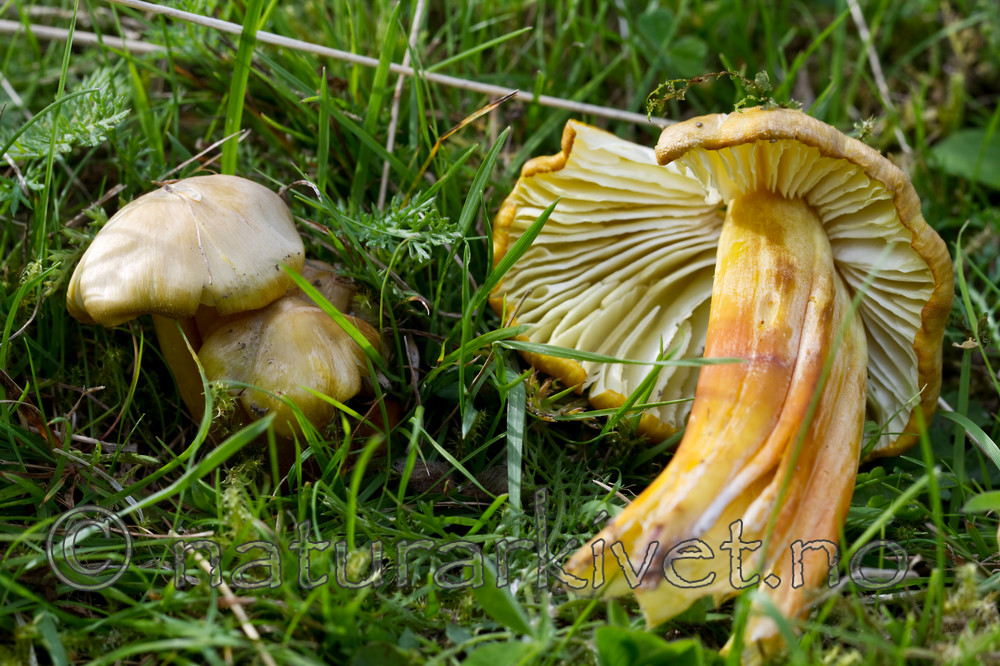 KA_100823_5426 / Hygrocybe citrinovirens / Grønngul vokssopp