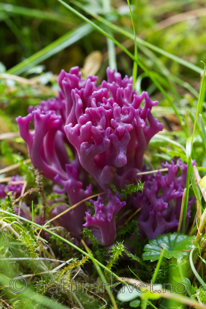 KA_100826_5248 / Clavaria zollingeri / Fiolett greinkøllesopp