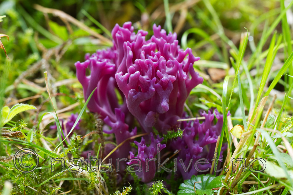 KA_100826_5250 / Clavaria zollingeri / Fiolett greinkøllesopp