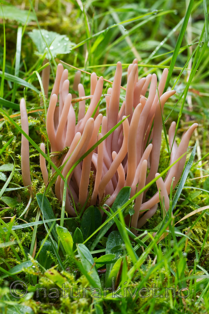KA_100826_5252 / Clavaria fumosa / Røykkøllesopp